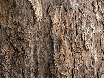 bark texture (ID:ffabg78966)
