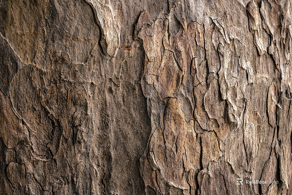 bark texture