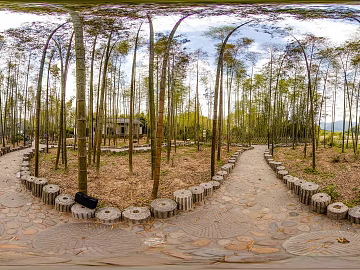 Outdoor Green Trails Bamboo Forest Sunny Day HDR texture (ID:ffach991366)