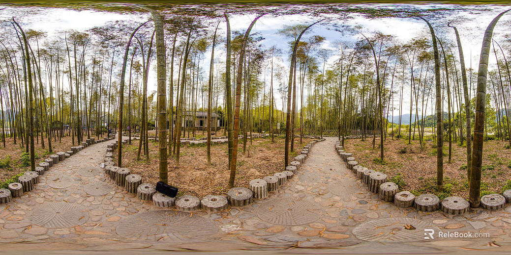Outdoor Green Trails Bamboo Forest Sunny Day HDR texture
