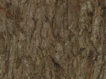bark texture (ID:ffach815928)