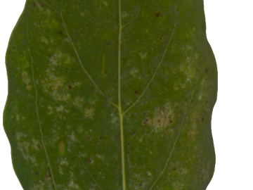 green spotted plant leaves texture (ID:ffaeh630216)