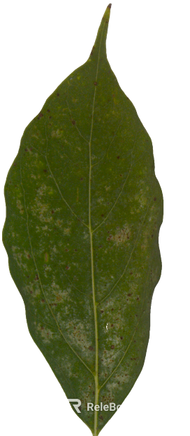green spotted plant leaves texture