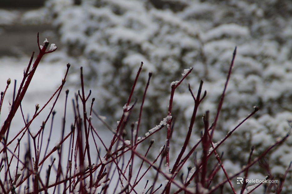 Branch texture