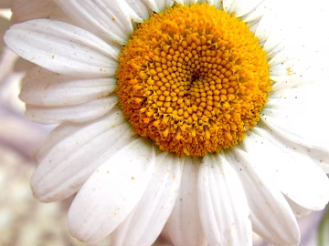 Flowers texture (ID:ffacg72013)