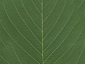 leaves texture (ID:ffaag35210)