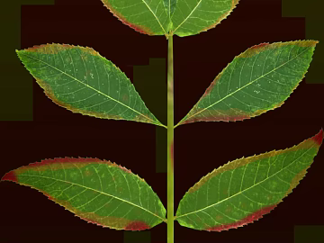 leaves texture (ID:ffacg11200)