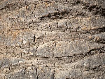 bark texture (ID:ffabg63947)