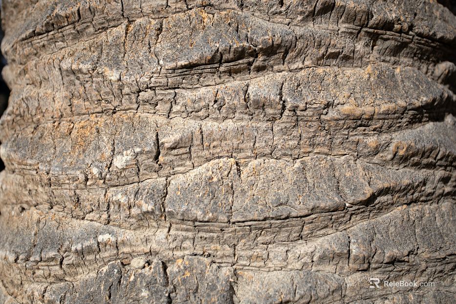 bark texture