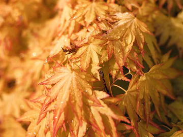 leaves texture (ID:ffagg15030)