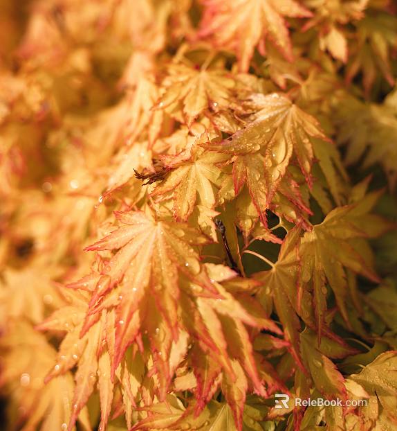 leaves texture