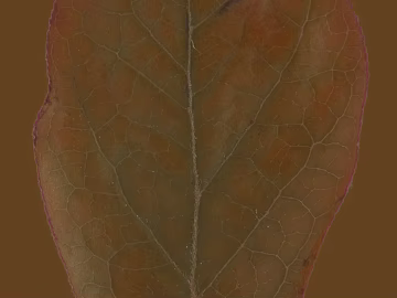 leaves texture (ID:ffaag72247)