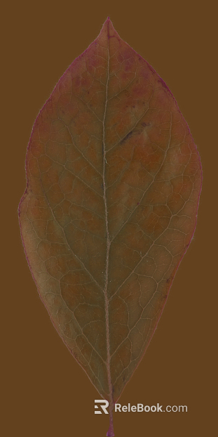 leaves texture