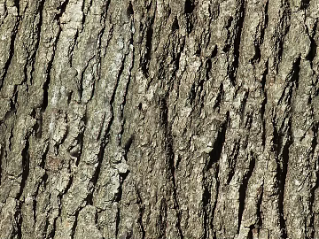 bark texture (ID:ffaeg98778)