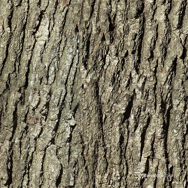 bark texture