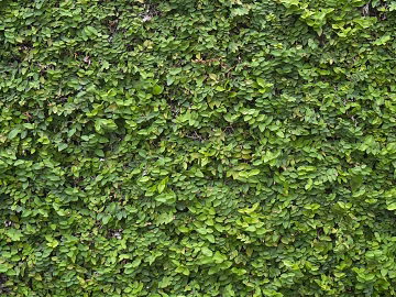 Plants texture (ID:ffaag51225)