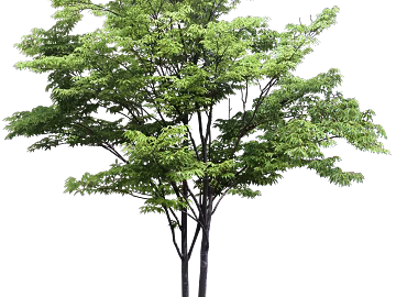 Plants texture (ID:ffaaf6746)