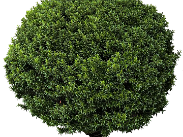 Plants texture (ID:ffagg50433)