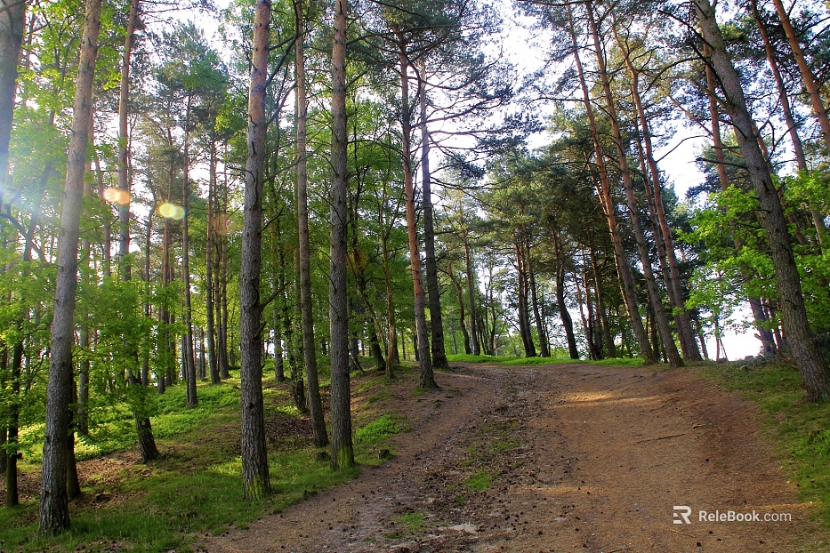 Wild Scenery texture