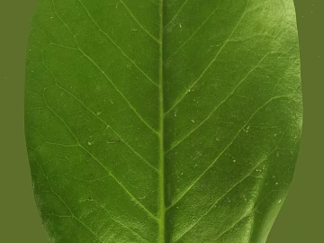 leaves texture (ID:ffaeg47710)