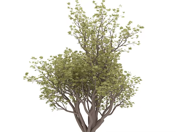 Plant painting 3d model