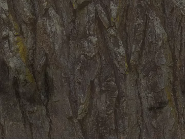 bark texture (ID:ffajg36647)