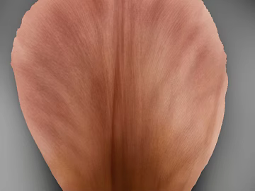 leaves texture (ID:ffaeg08828)