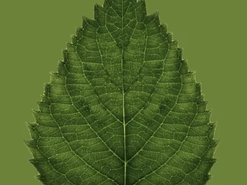 leaves texture (ID:ffaif5987)