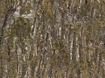 bark texture (ID:ffacg16086)