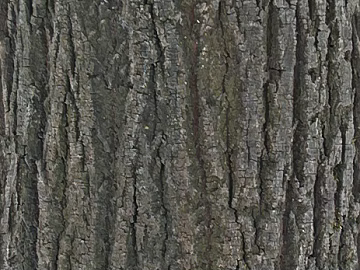bark texture (ID:ffacg63157)