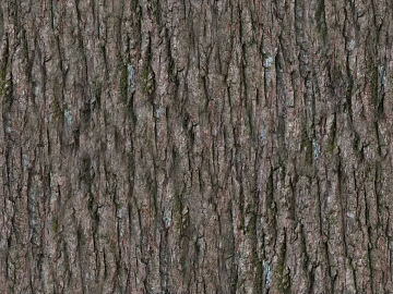 bark 3d model