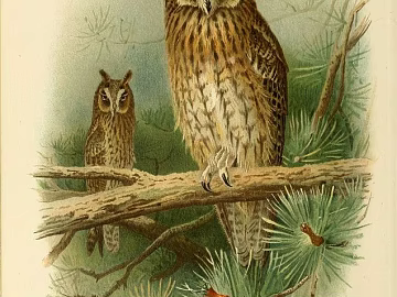 Animal painting texture (ID:ffabg38234)