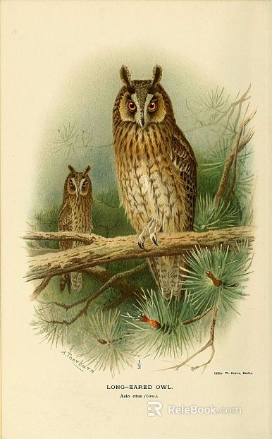 Animal painting texture