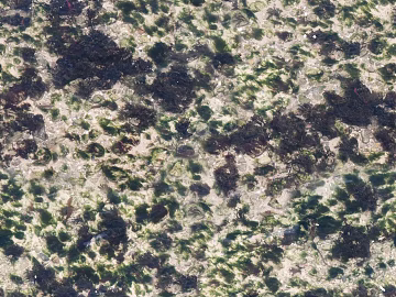moss texture (ID:ffhee800)