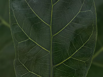 leaves texture (ID:ffaeg28626)