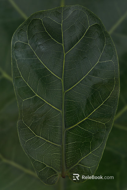 leaves texture