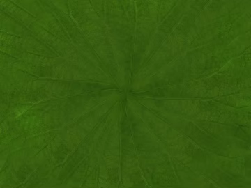 leaves texture (ID:ffagg89632)