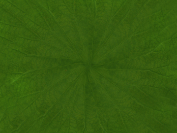 leaves texture (ID:ffagg89632)