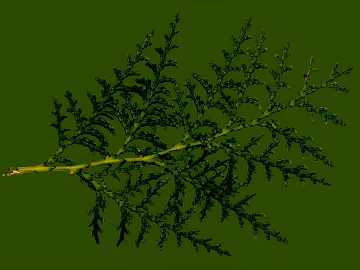 Dark green cypress branches and leaves decorative material texture (ID:ffaeh955496)