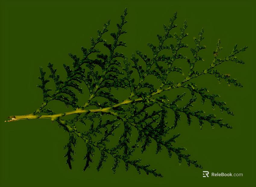 Dark green cypress branches and leaves decorative material texture