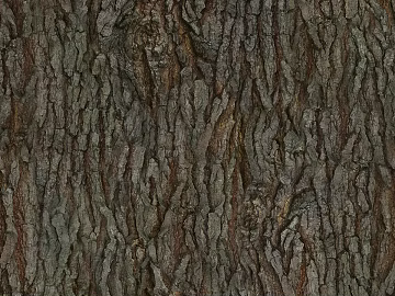 bark texture (ID:ffagg82115)