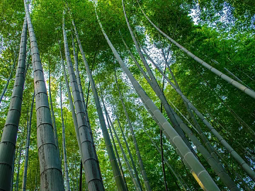 Bamboo texture (ID:ffaeg75907)