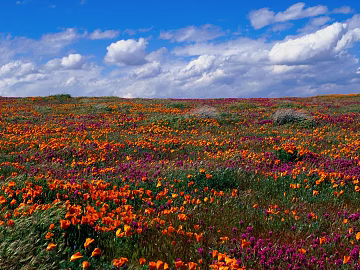 Exterior scenery texture (ID:ffaaf9899)