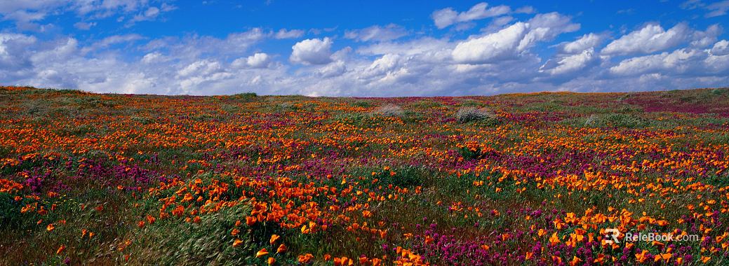 Exterior scenery texture