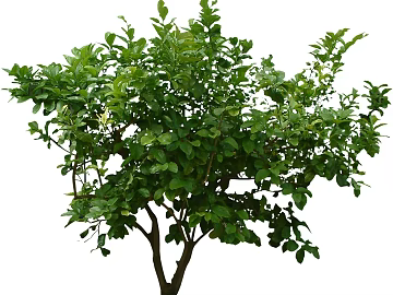 Tree texture (ID:ffajg24506)