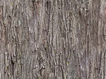 ancient tree bark texture (ID:ffhbd93)