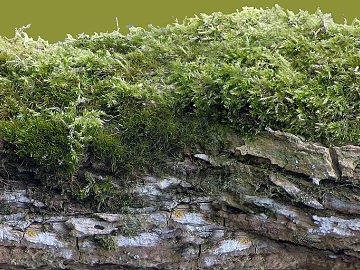 moss texture (ID:ffach494836)