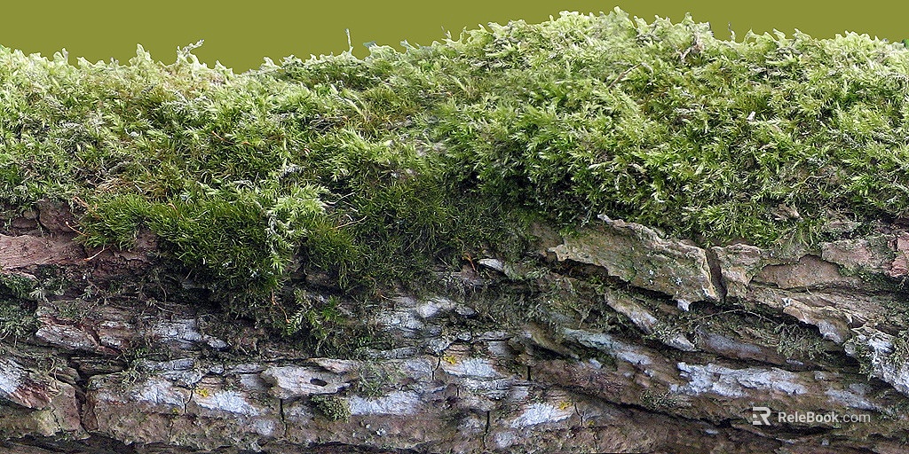 moss texture