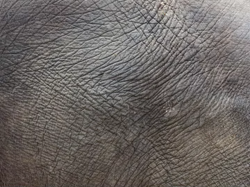 animal skin texture (ID:ffabg50740)