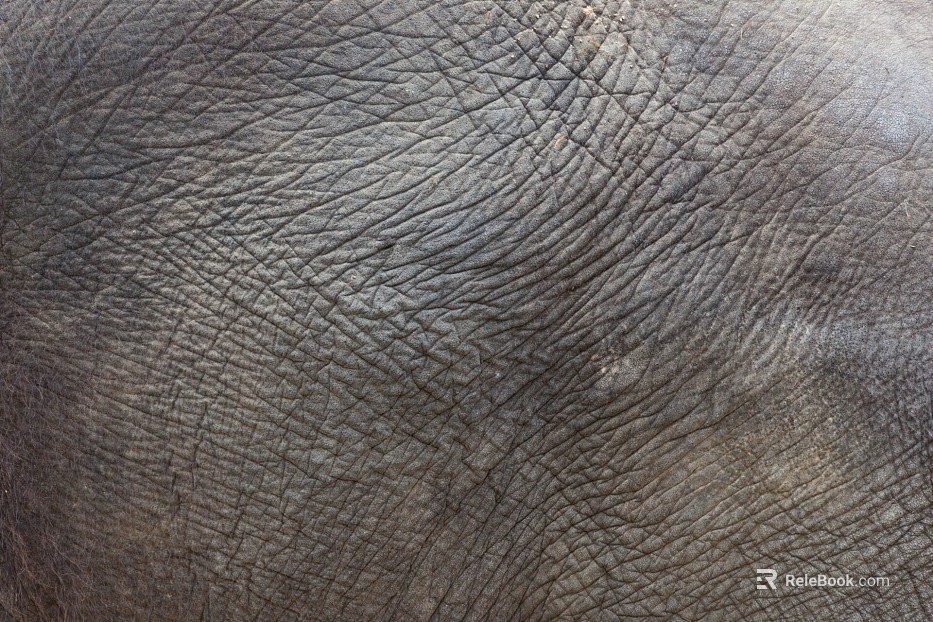 animal skin texture